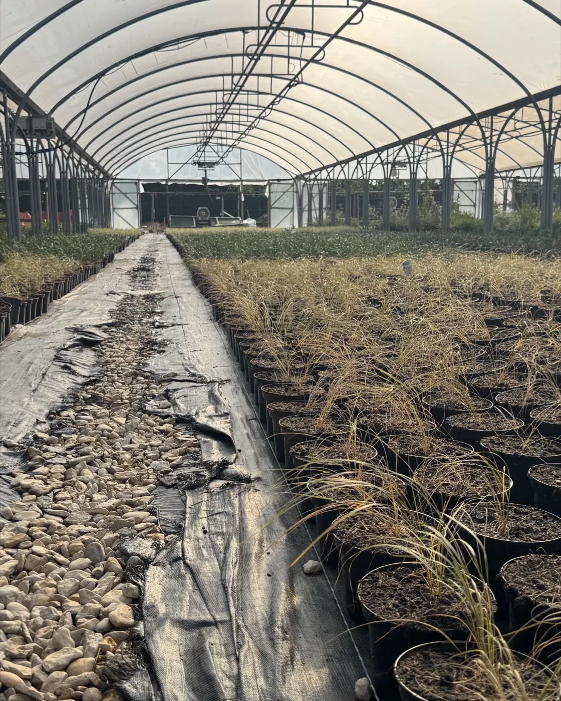 Rows of ornamental grasses growing under a polytunnel at the HedgeXpress nursery