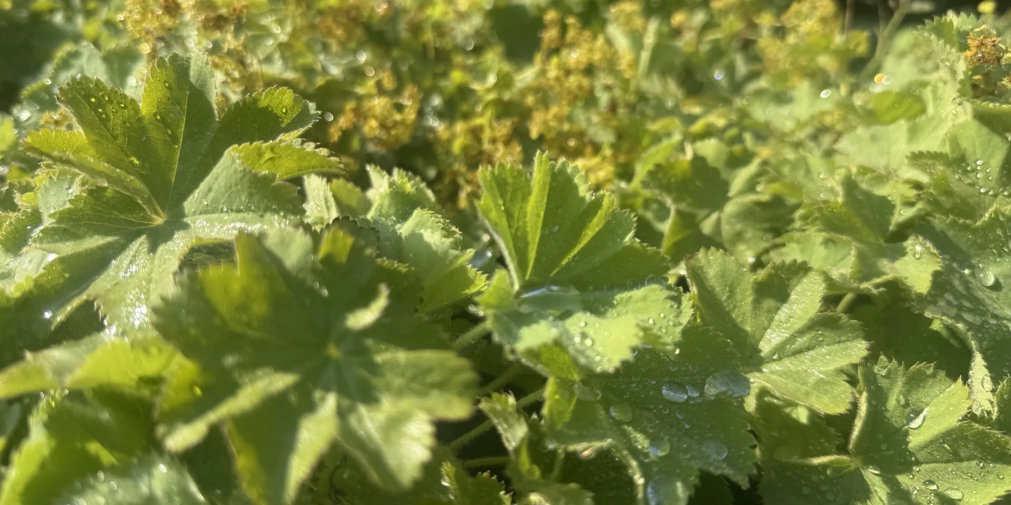 A dense carpet of Alchemilla mollis with dew on its leaves at the HedgeXpress nursery