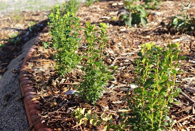 Preparing the ground for planting