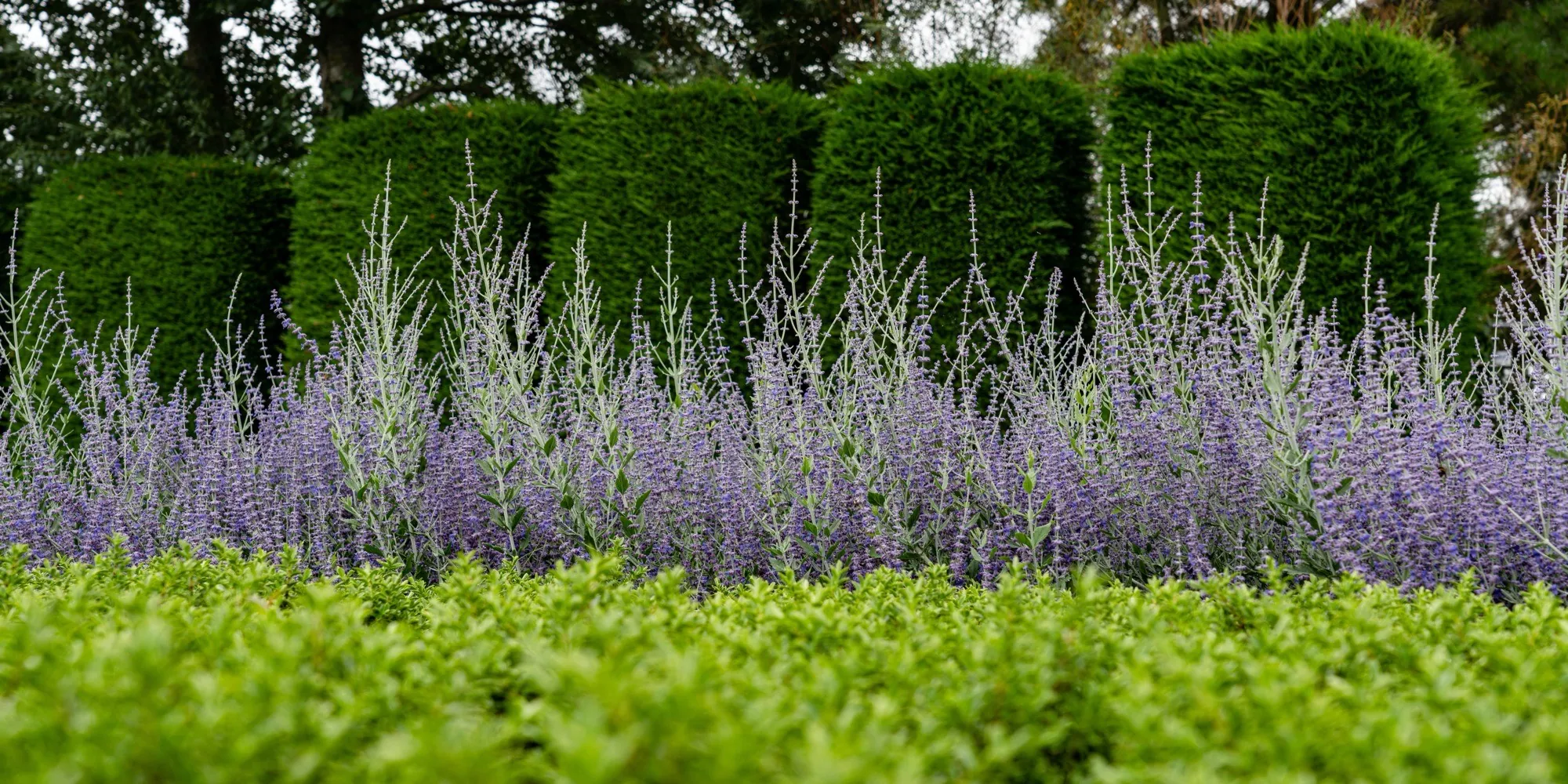 Clipped evergreen hedging with a low box hedge and Russian sage at the HedgeXpress nursery