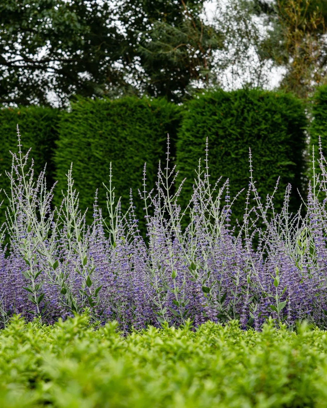Clipped yew hedges and a low box hedge at the HedgeXpress nursery