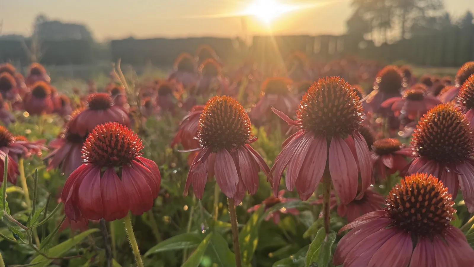 Echinacea ‘Lakota Red’ coneflowers at sunrise
