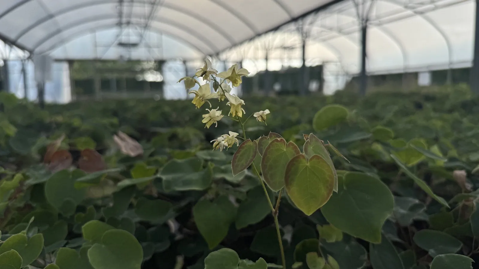Epimedium ‘Frohnleiten’ in flower at the HedgeXpress nursery