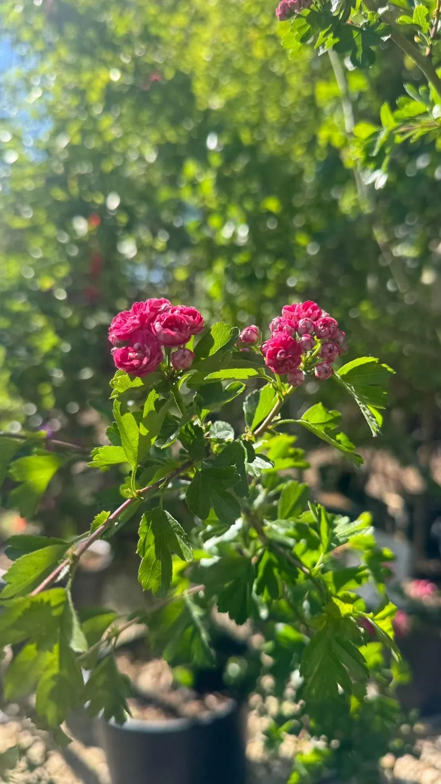 Hawthorn Paul’s Scarlet in blossom
