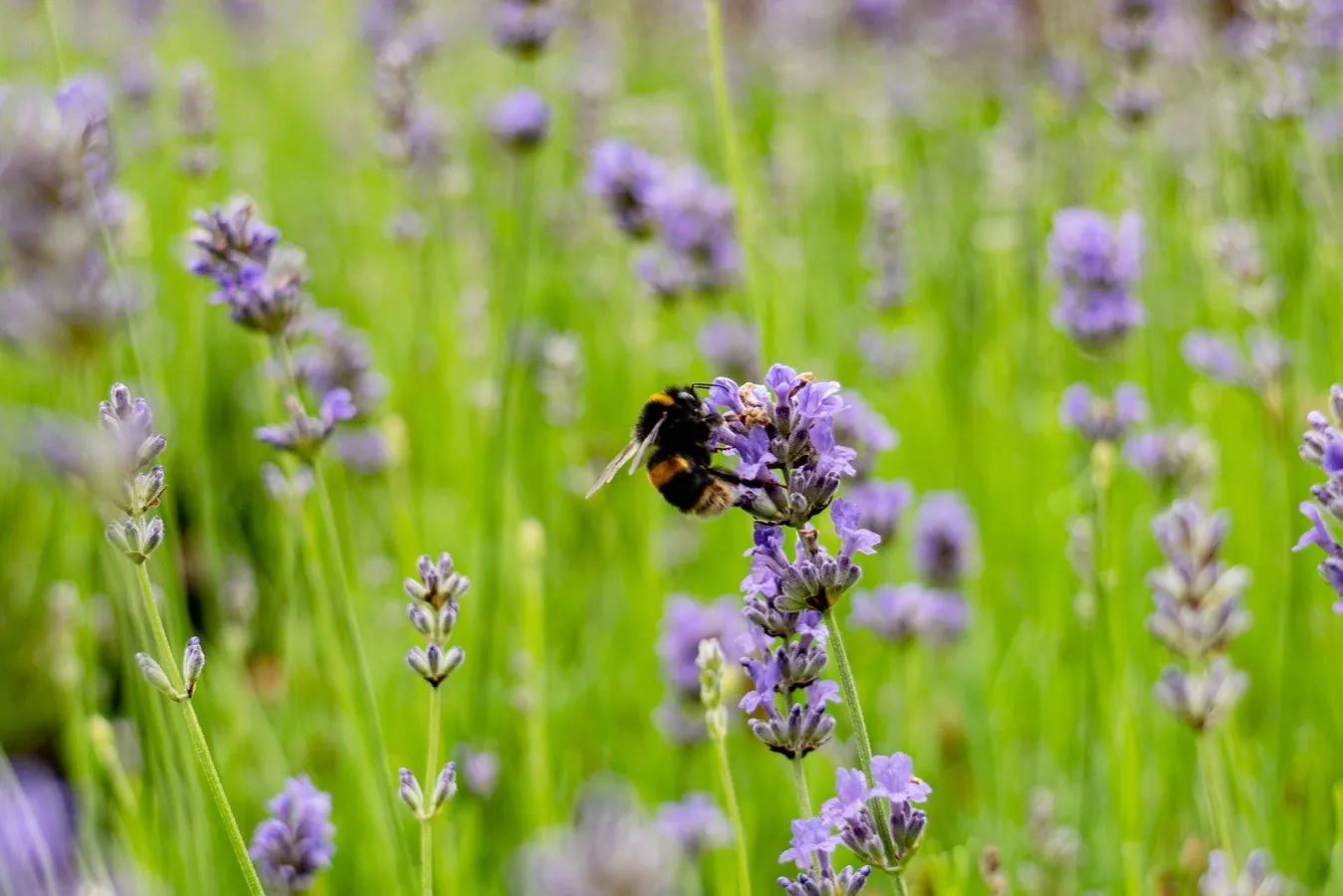 Lavender Imperial Gem with a bumblebee