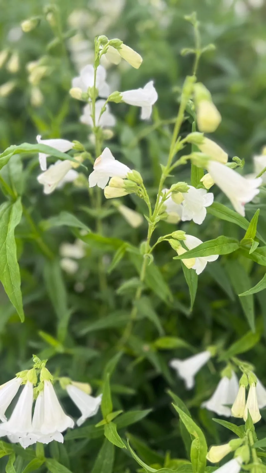 Penstemon White Bedder in flower