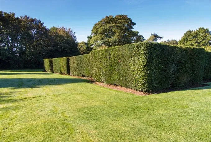 A neatly planted formal hedge