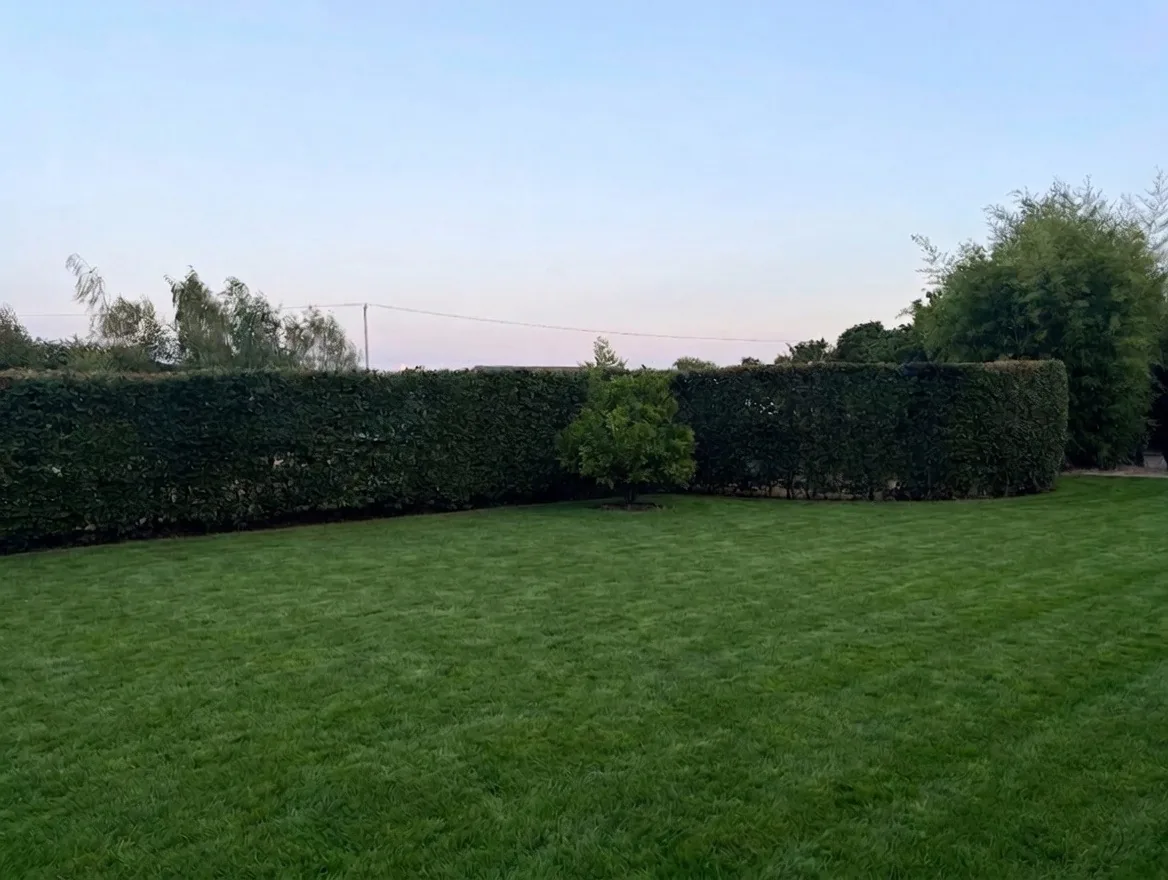 A manicured back-garden lawn framed by clipped evergreen hedges at dusk