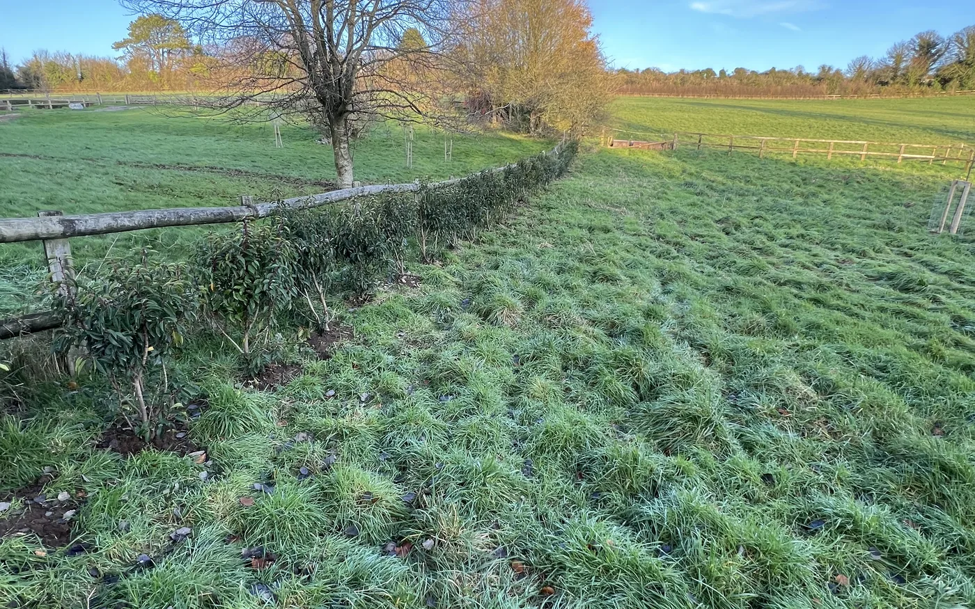 A newly planted hedge line at the edge of a paddock