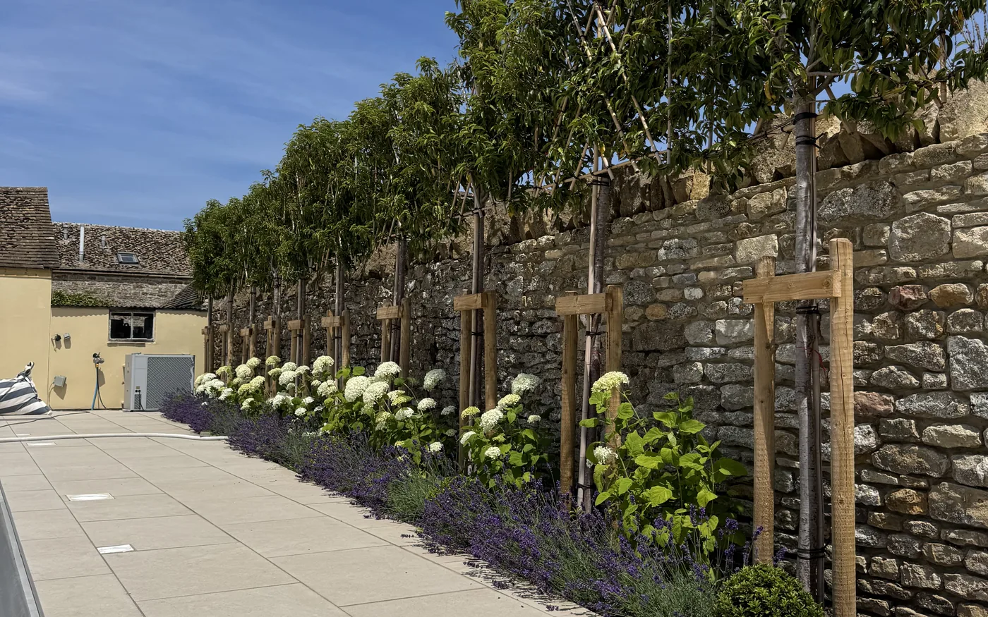 Pleached trees and hydrangeas along a stone wall on a paved terrace