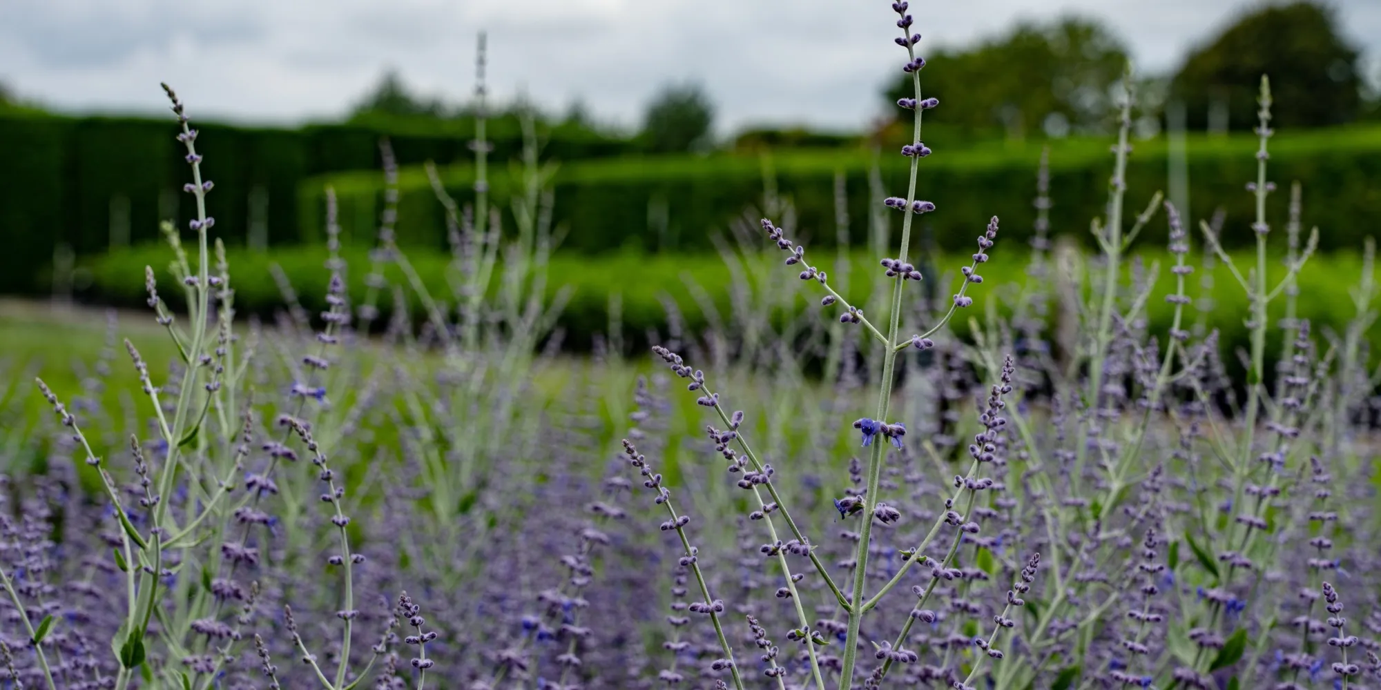 Russian sage and clipped hedging in a formal planting scheme