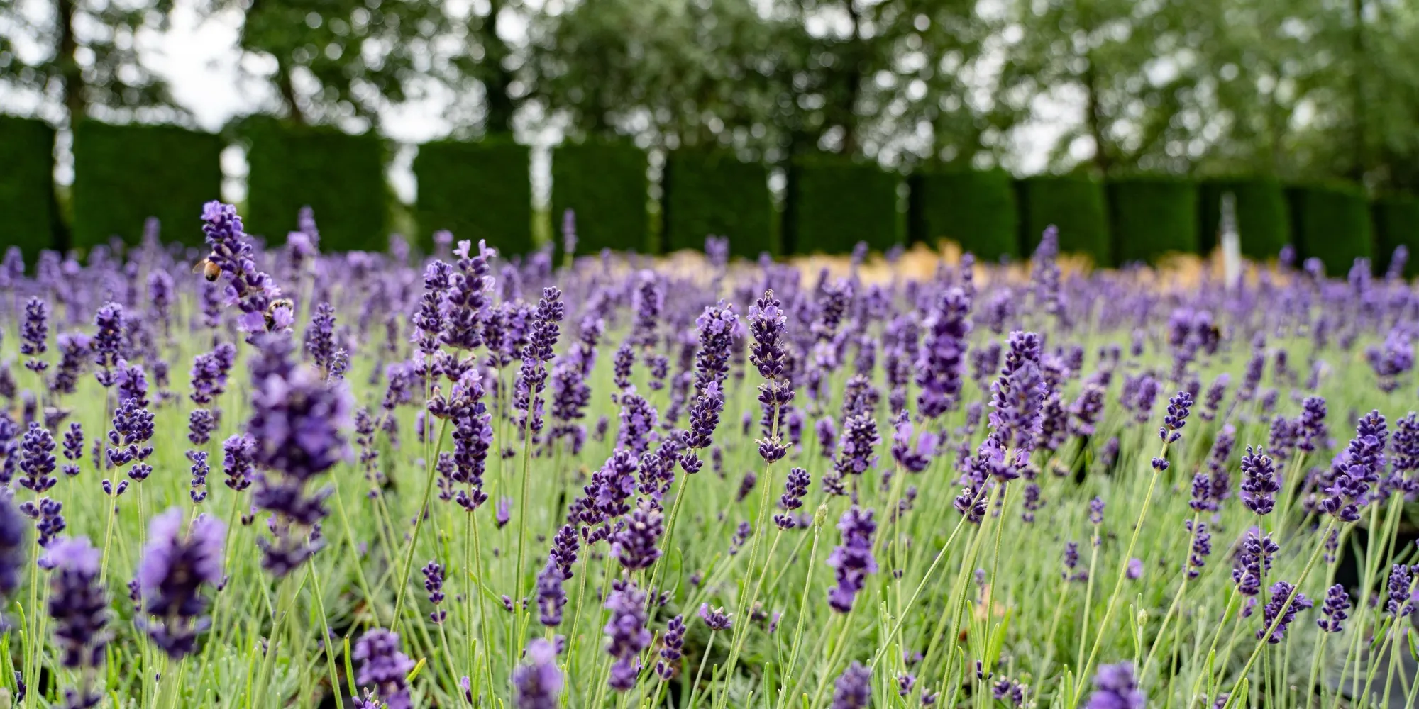 Rows of lavender in flower with clipped hedging behind at the HedgeXpress nursery