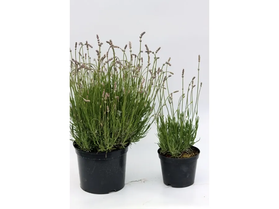 Pink chaytoriae lavender