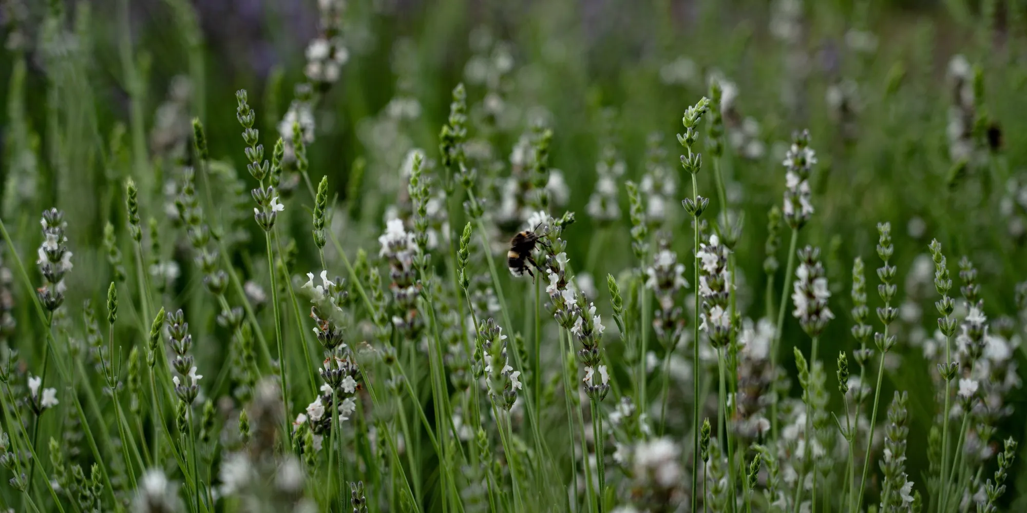 White lavender in flower at the HedgeXpress nursery