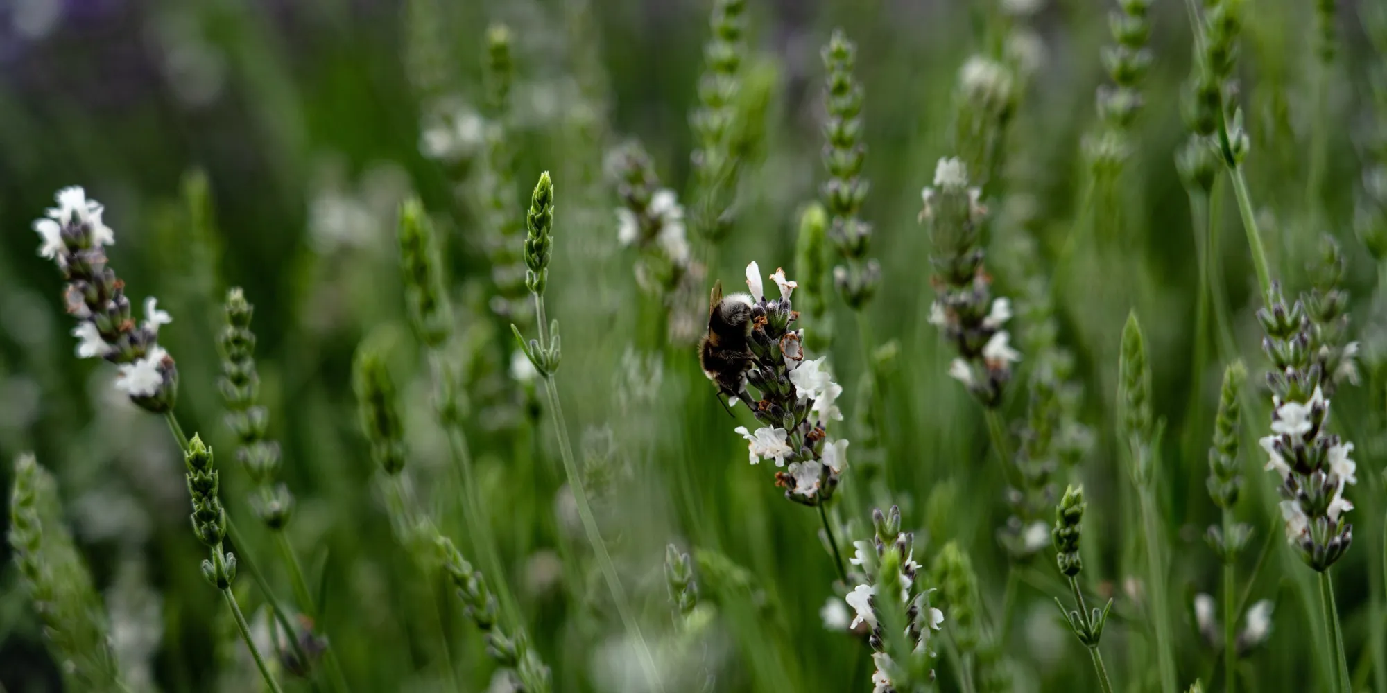 A bee on white lavender at the HedgeXpress nursery