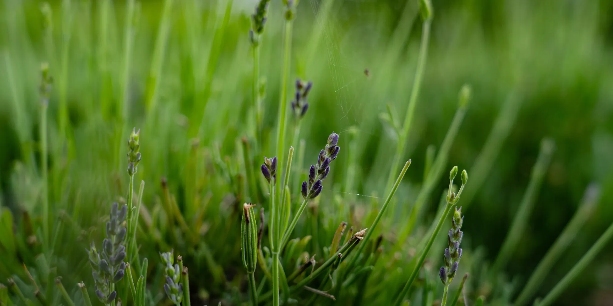 White lavender growing at the HedgeXpress nursery