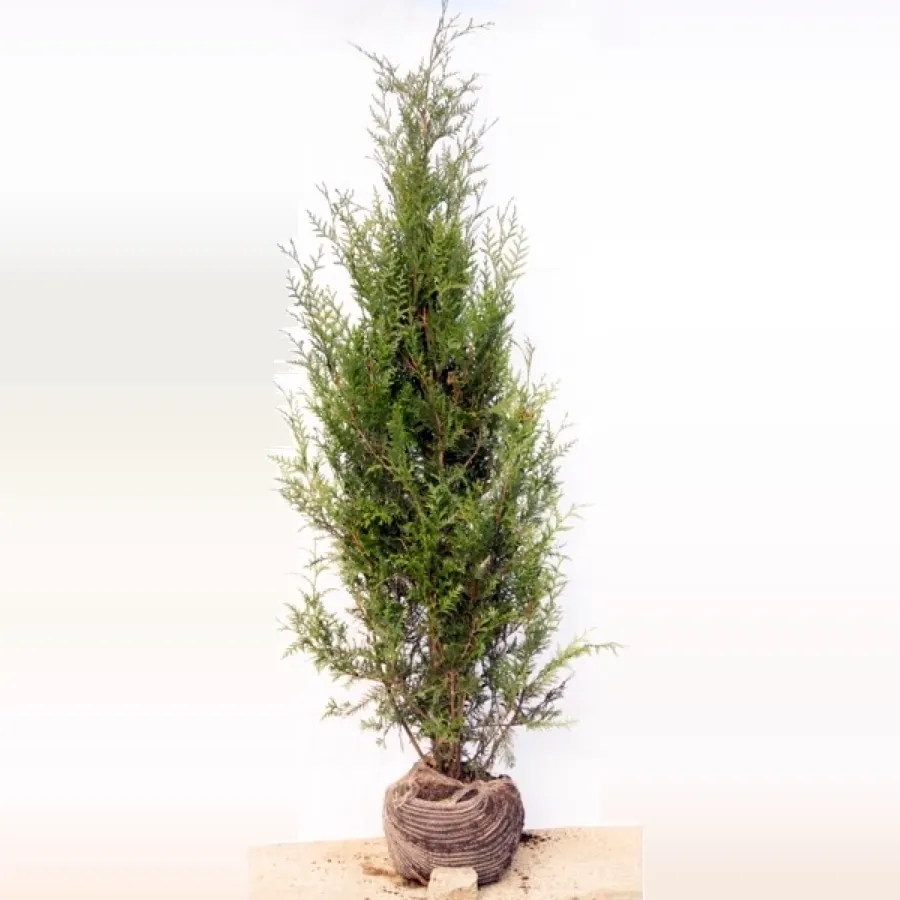 Leylandii