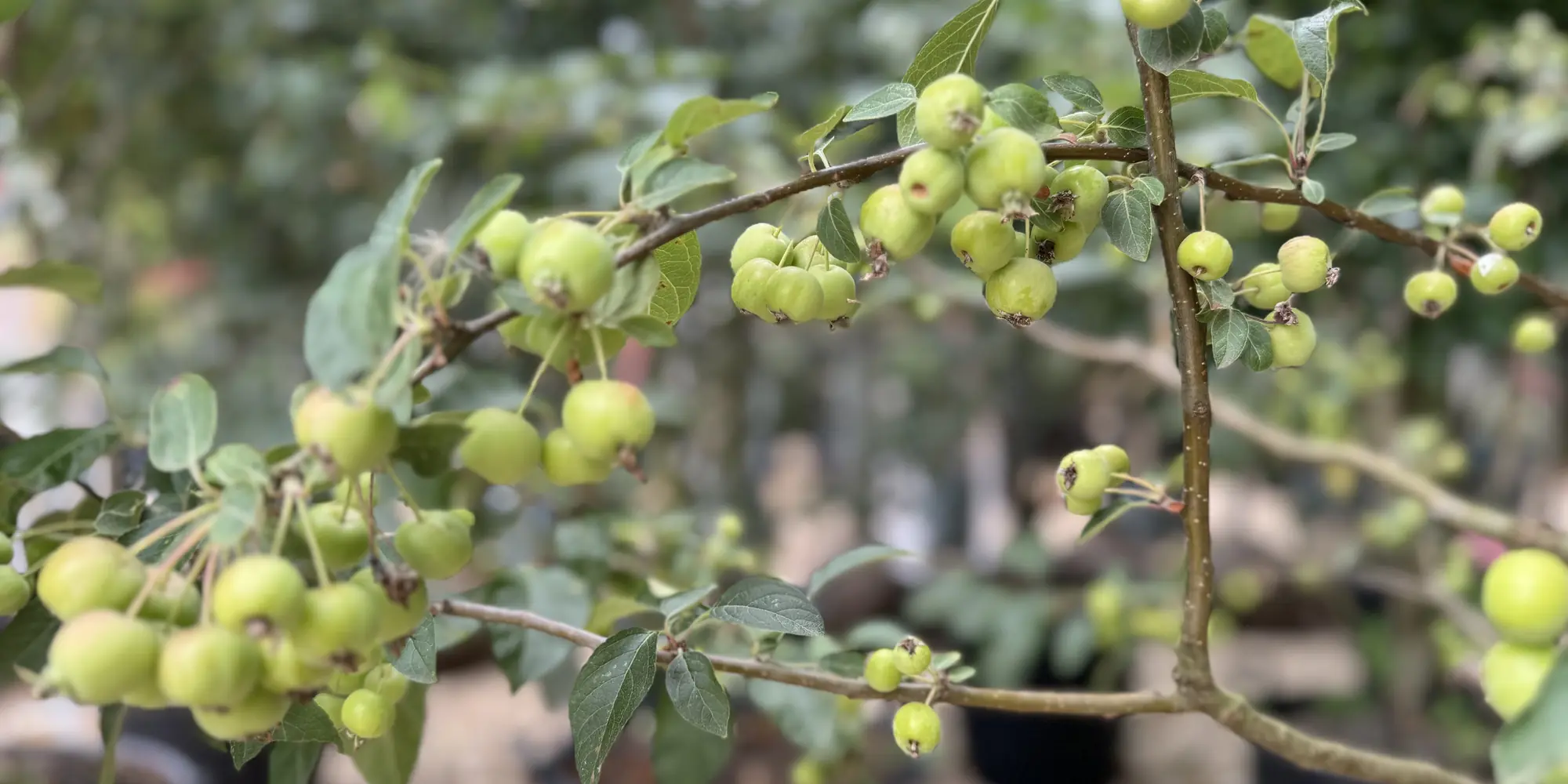 Crab apples ripening on the branch of a multi-stem tree at the HedgeXpress nursery