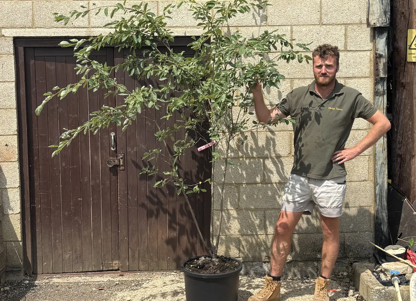 A multi-stem Amelanchier × lamarckii in a pot at the HedgeXpress nursery