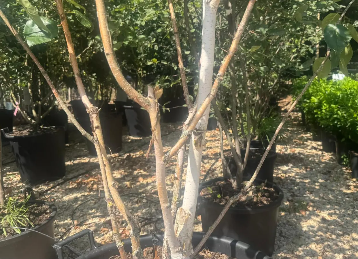 The brilliant white peeling bark of Betula utilis ‘Doorenbos’