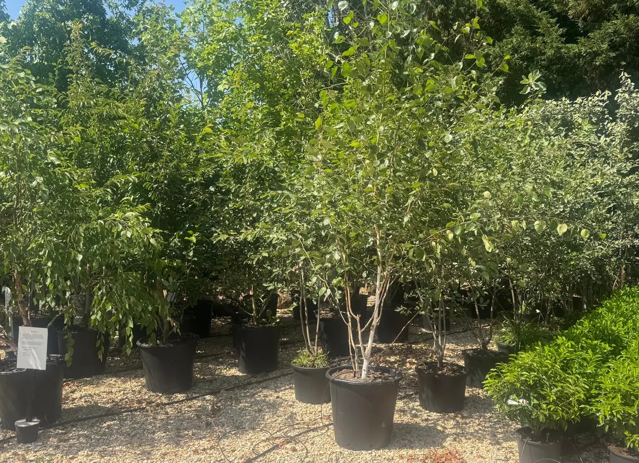 A multi-stem Betula utilis ‘Doorenbos’ Himalayan birch at the HedgeXpress nursery