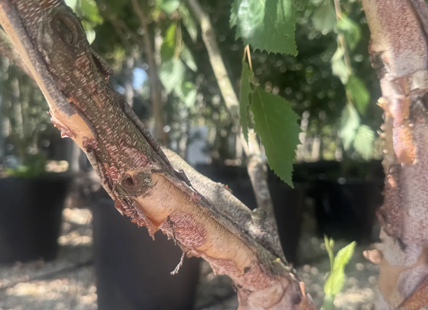 The shaggy, peeling pinkish-orange bark of Betula nigra
