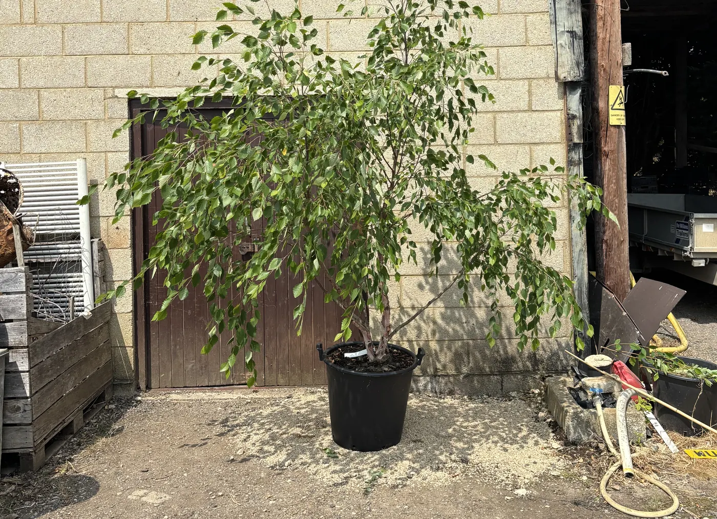 A multi-stem Betula nigra river birch in a pot at the HedgeXpress nursery
