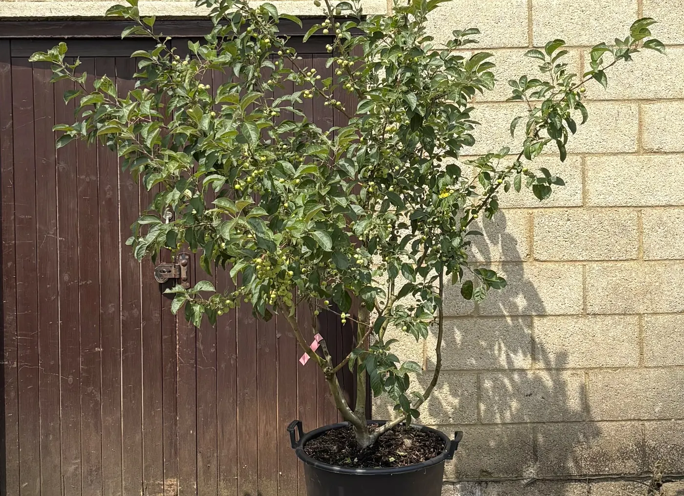 Malus &lsquo;Evereste&rsquo; multi-stem crab apple