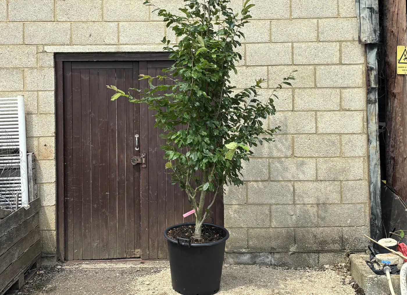 A multi-stem Parrotia persica ‘Vanessa’ in a pot at the HedgeXpress nursery