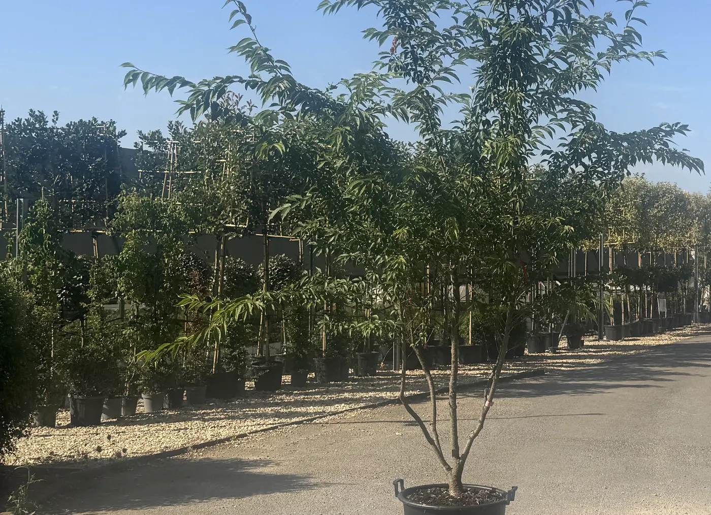A multi-stem Prunus subhirtella &lsquo;Autumnalis&rsquo; winter flowering cherry at the HedgeXpress nursery