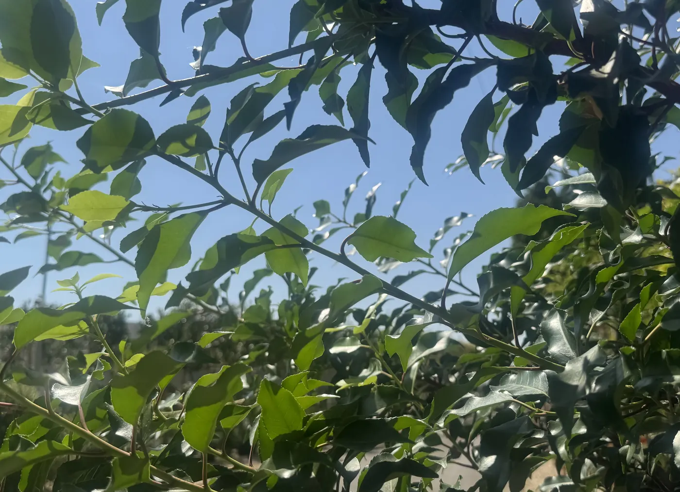 The glossy narrow leaves of Prunus lusitanica ‘Angustifolia’