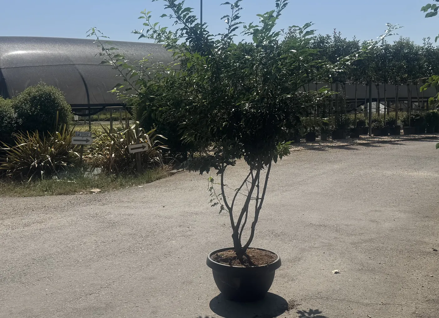 A multi-stem Portuguese laurel at the HedgeXpress nursery