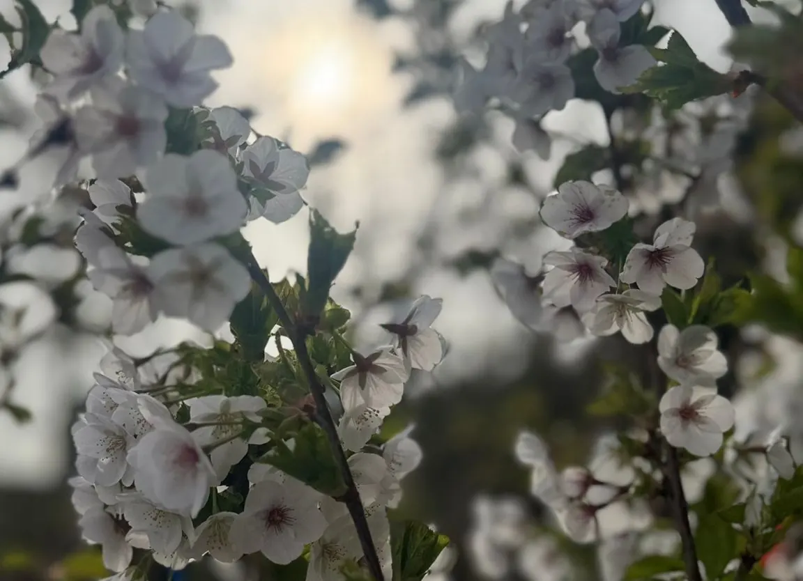 The brilliant white blossom of Prunus ‘Umineko’, the snow goose cherry
