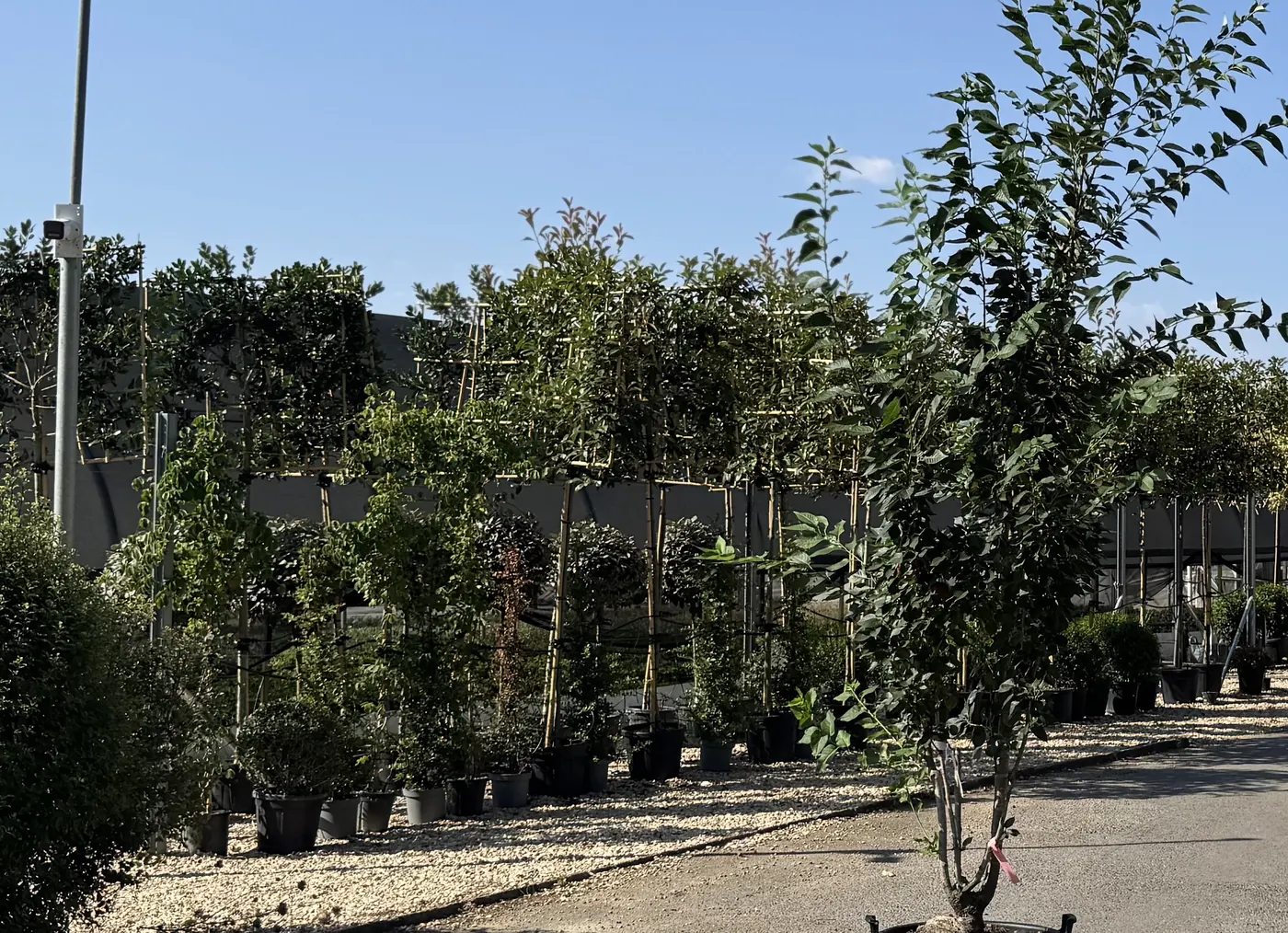 A multi-stem Prunus ‘Umineko’ at the HedgeXpress nursery