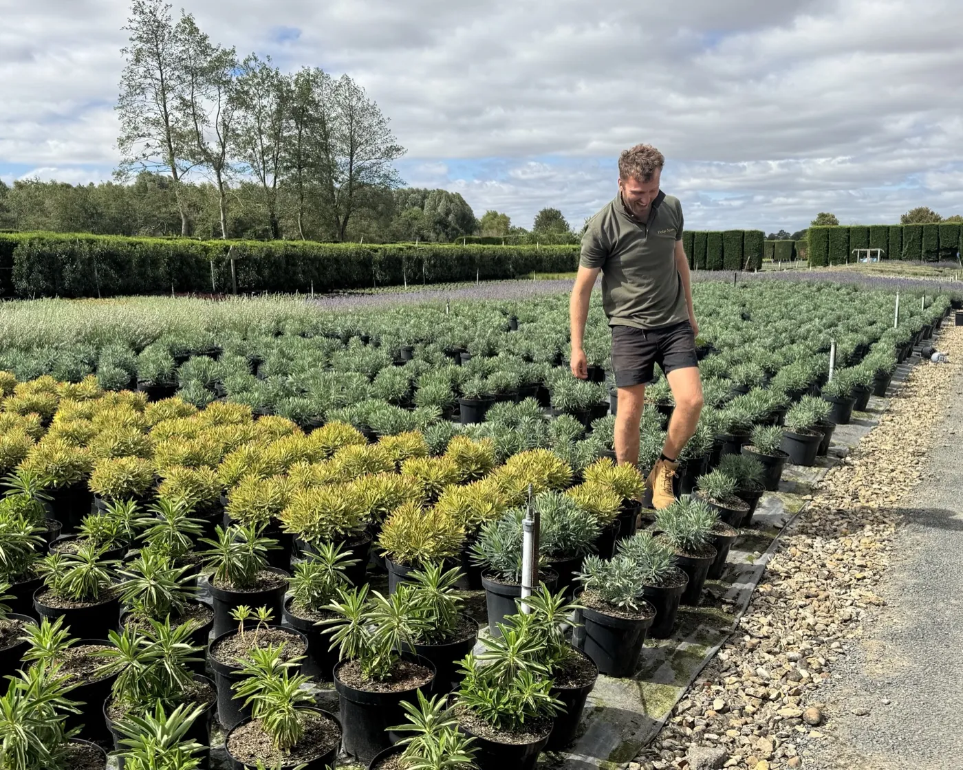 A member of the HedgeXpress team walking the rows of container-grown stock at the nursery