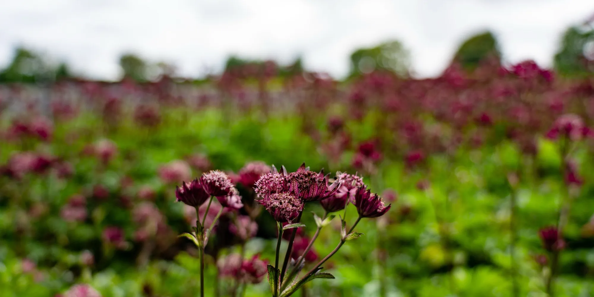Rows of deep red Astrantia in flower at the HedgeXpress nursery