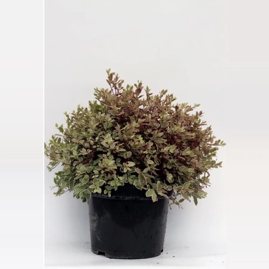 Pittosporum Bannow Bay