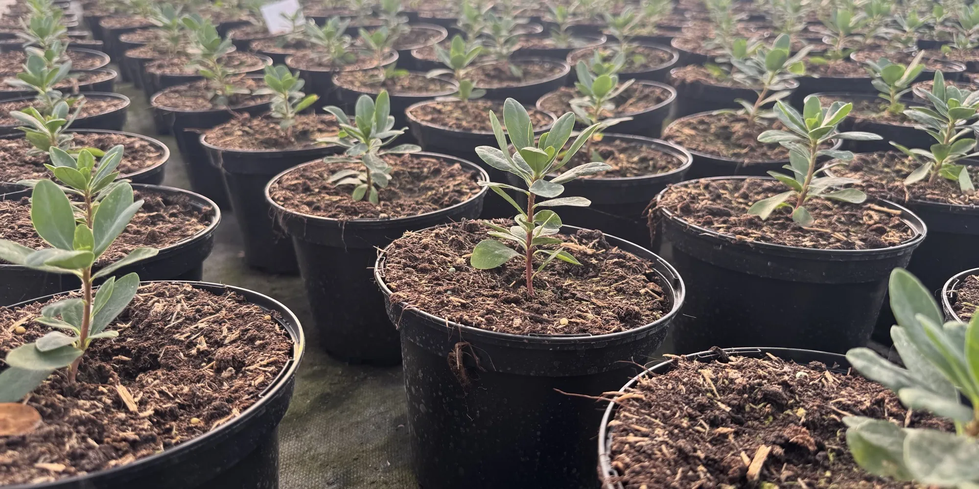 Trays of young container-grown plants at the HedgeXpress nursery