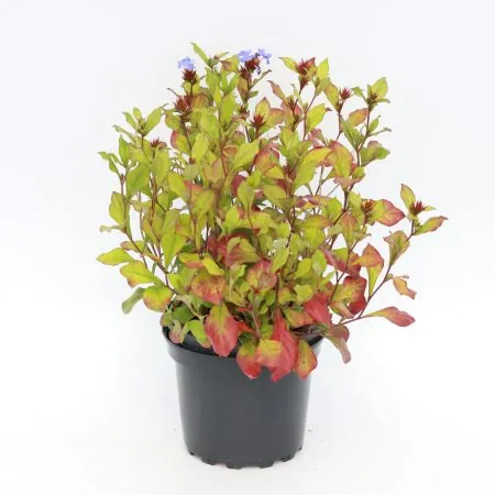 Ceratostigma plumbaginoides