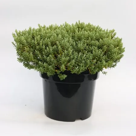Hebe Sutherlandii
