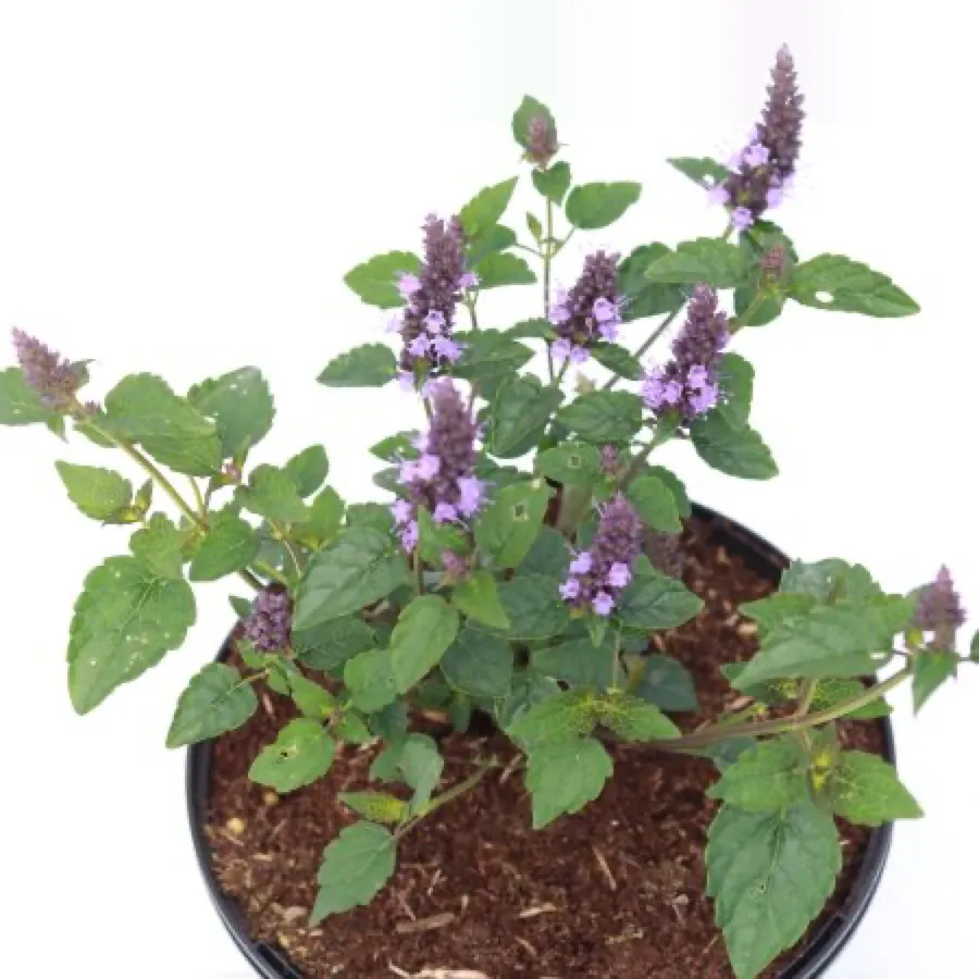 Agastache ‘Little Adder’