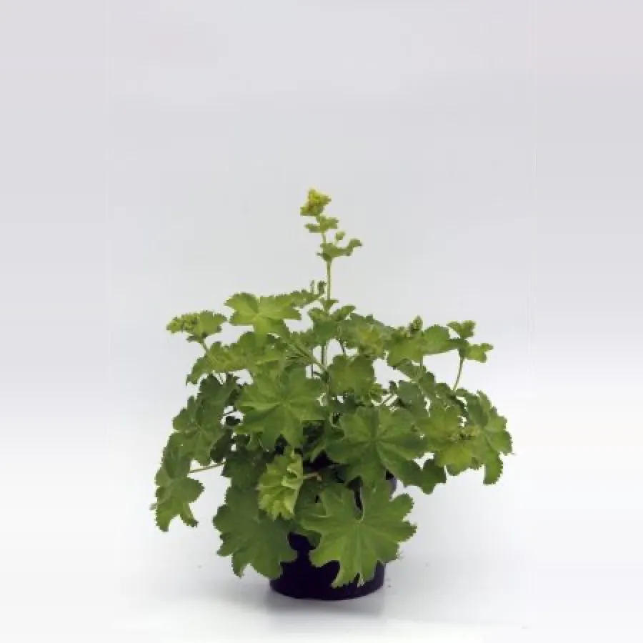 Alchemilla mollis (Lady’s mantle)