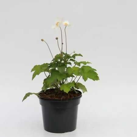 Anemone ‘Honorine Jobert’