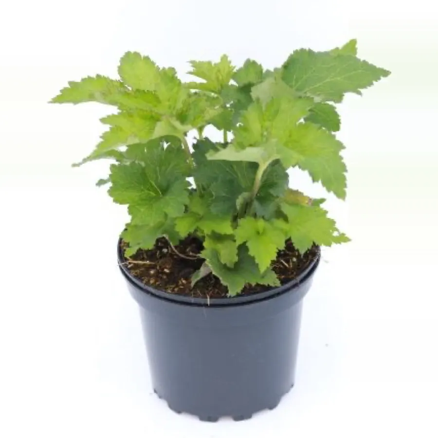 Anemone ‘Queen Charlotte’ (Japanese Anemone)