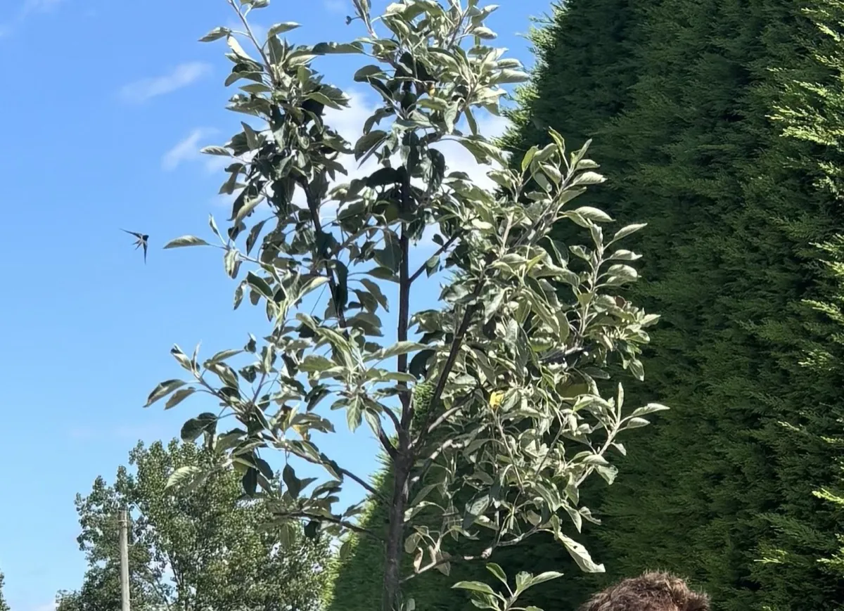 Apple tree in leaf at the HedgeXpress nursery