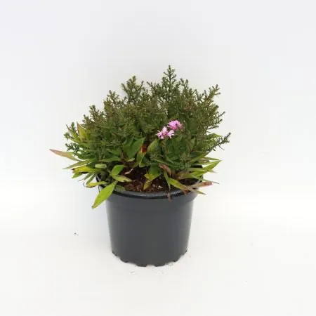 Aster ‘Kippenberg’