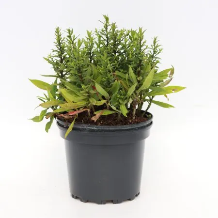 Aster ‘Rosenwichtel’