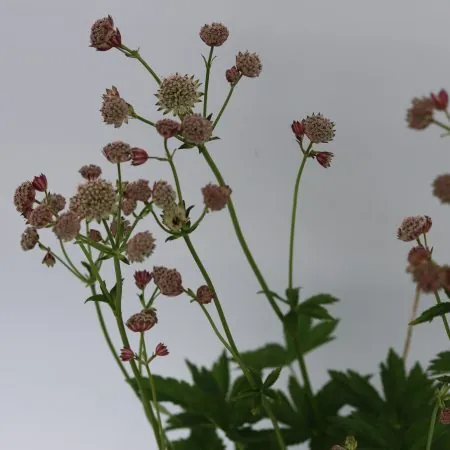Astrantia major