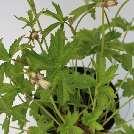 Astrantia major ‘Alba’