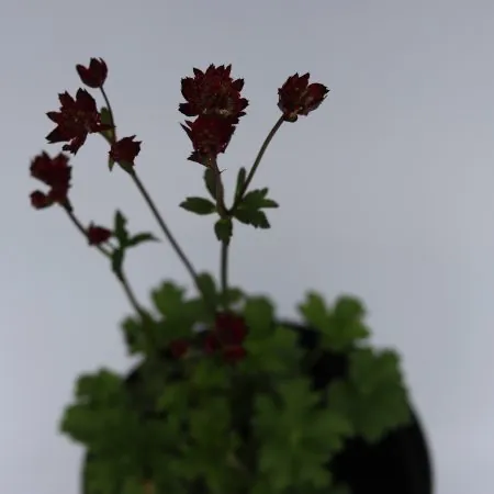 Astrantia major ‘Moulin Rouge’